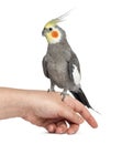 Cockatiel perched on a hand, isolated Royalty Free Stock Photo