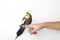 Cockatiel perched on a hand on white background Royalty Free Stock Photo
