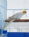 Cockatiel pet in a cage Royalty Free Stock Photo