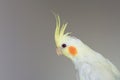 Cockatiel Portrait, Cute Baby Lutino Cockatel Close up Royalty Free Stock Photo