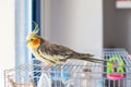 Cockatiel. Royalty Free Stock Photo