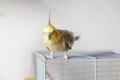 Cockatiel. Royalty Free Stock Photo