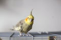 Cockatiel. Royalty Free Stock Photo