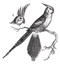 Cockatiel or Quarrion or Weiro or Nymphicus hollandicus, vintage engraving Royalty Free Stock Photo