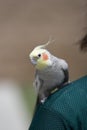 Cockatiel on Shoulder