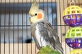 Cockatiel sitting in a wire cage Royalty Free Stock Photo