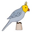 Cockatiel vector illustration.Parrot vector stock image