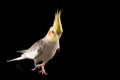 Cockatiel Walking, cute parakeet, parrot walking in studio on a reflective surface