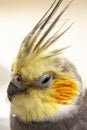 Cockatiel or weiro bird Royalty Free Stock Photo