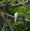 Cockatiel or Wweiro bird or Quarrion Nymphicus hollandicus flock closeup Royalty Free Stock Photo