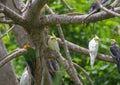 Cockatiel or Wweiro bird or Quarrion Nymphicus hollandicus flock Royalty Free Stock Photo