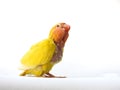 cockatiel 's chick on white background. Royalty Free Stock Photo