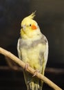 Cockatiel with yellow plumage.