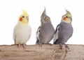 Cockatiel Royalty Free Stock Photo