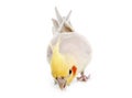 Cockatiel Royalty Free Stock Photo