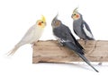 Cockatiel Royalty Free Stock Photo