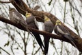 Cockatiels