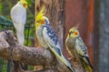 Cockatiels in diverse colors in the aviary together, popular tropical bird specie from Australia