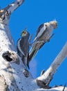 Cockatiels at a nest in Queensland Royalty Free Stock Photo