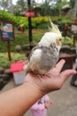 Cockatiels parrot