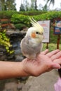 Cockatiels parrot Royalty Free Stock Photo