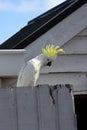 Cockatoo