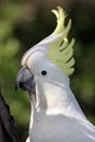 Cockatoo Royalty Free Stock Photo