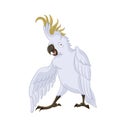 Cockatoo, Royalty Free Stock Photo