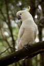 Cockatoo