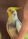 Yellow Crested Cockatoo Royalty Free Stock Photo