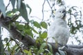 Cockatoo, Australia Royalty Free Stock Photo