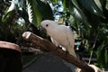 Cockatoo bird burung kaka tua raja indonesia