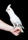 Cockatoo Bird on Hand of Person