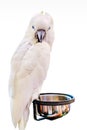 Cockatoo bird on the log on background Royalty Free Stock Photo