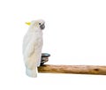 Cockatoo bird on the log on background Royalty Free Stock Photo
