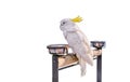 Cockatoo bird on the log on background Royalty Free Stock Photo