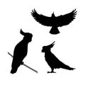 Cockatoo bird vector silhouettes