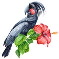 Cockatoo black bird, hibiscus flower isolated background. Watercolor painting exotic adorable bird illustration parrot