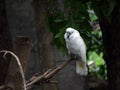 Cockatoo (Cacatua moluccensis)