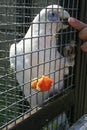 Cockatoo clung to the bars of the cage