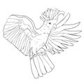 Cockatoo coloring white wings flying. Vector illustration