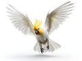 The cockatoo is a crested bird, most of which are white. generative AI