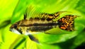 Cockatoo dwarf cichlid