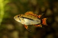 Cockatoo Dwarf Cichlid Apistogramma cacatuoides aquarium fish Royalty Free Stock Photo