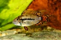 Cockatoo Dwarf Cichlid Apistogramma cacatuoides aquarium fish Royalty Free Stock Photo