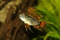 Cockatoo Dwarf Cichlid Apistogramma cacatuoides aquarium fish Royalty Free Stock Photo