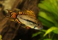 Cockatoo Dwarf Cichlid Apistogramma cacatuoides aquarium fish Royalty Free Stock Photo