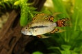 Cockatoo Dwarf Cichlid Apistogramma cacatuoides aquarium fish Royalty Free Stock Photo