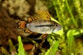 Cockatoo Dwarf Cichlid Apistogramma cacatuoides aquarium fish Royalty Free Stock Photo