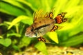 Cockatoo Dwarf Cichlid Apistogramma cacatuoides aquarium fish Royalty Free Stock Photo